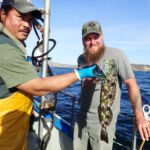 Deckhand Mike C. and a volunteer angler with a Lingcod (Ophiodon elongatus) prior to release Deckhand Mike C. and a volunteer angler with a Lingcod (Ophiodon elongatus) prior to release