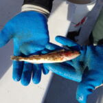 The littlest Lingcod (Ophiodon elongatus) caught and released in the north-central coast MPAs The littlest Lingcod (Ophiodon elongatus) caught and released in the north-central coast MPAs
