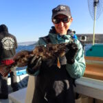 A BML science crew member displaying a Lingcod (Ophiodon elongatus) prior to release A BML science crew member displaying a Lingcod (Ophiodon elongatus) prior to release