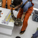 Zach K. processing a Lingcod (Ophiodon elongatus) Zach K. processing a Lingcod (Ophiodon elongatus)