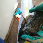 Blue Rockfish (Sebastes mystinus) tag recapture Blue Rockfish (Sebastes mystinus) tag recapture