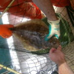 Petrale Sole (Eopsetta jordani) Petrale Sole (Eopsetta jordani) caught on a CCFRP trip