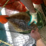 Petrale Sole (Eopsetta jordani) Petrale Sole (Eopsetta jordani) caught on a CCFRP trip