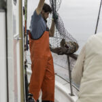 Zach K. netting a Lingcod (Ophiodon elongatus) Zach K. netting a Lingcod (Ophiodon elongatus)