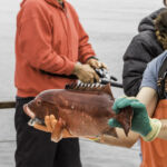 Zach K. with a CA Sheephead (Semicossyphus pulcher) Zach K. with a CA Sheephead (Semicossyphus pulcher)