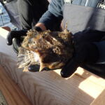 An awesome Buffalo Sculpin (Enophrys bison) at the processing station prior to release An awesome Buffalo Sculpin (Enophrys bison) at the processing station prior to release