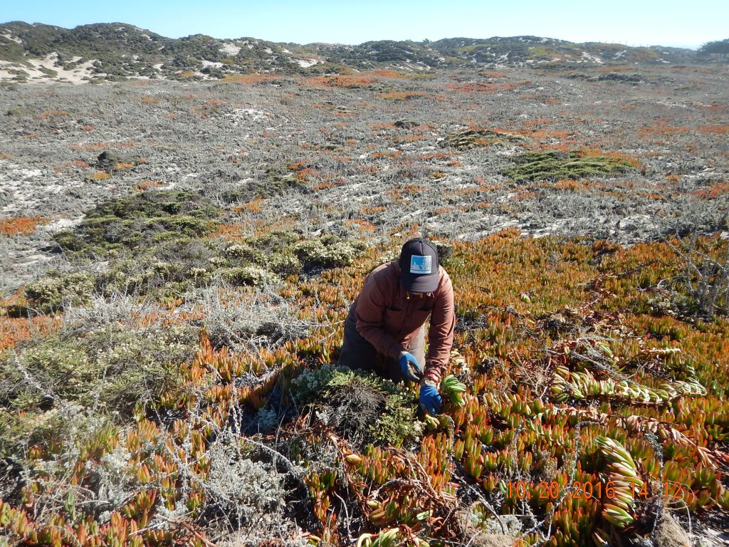 habitat-restoration-central-coast-wetlands-group