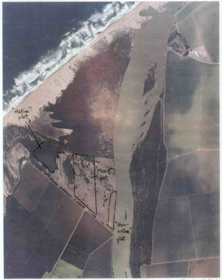 Bird Census at Salinas River Restoration Area in Spring