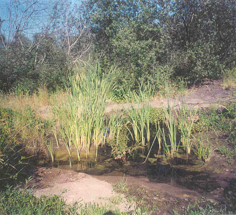 Comprehensive Watershed Management Solutions to Nonpoint Source Pollution in the Salinas Valley and Pajaro River Basin