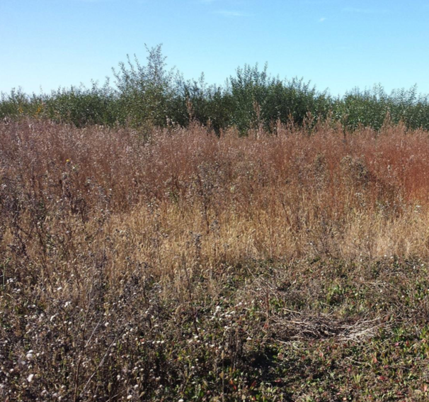 CRAM Assessment of the Watsonville Slough Farms-Bryant Habert Property