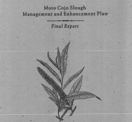 Moro Cojo Slough Management and Enhancement Plan Final Report