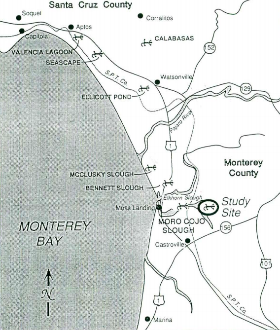 Santa Cruz Long-toed Salamander Survey in Upper Moro Cojo Slough, Monterey County, CA