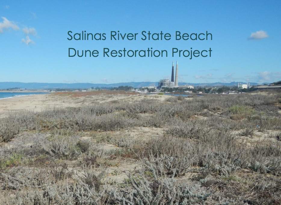 Salinas River State Beach Dune Restoration Project - Final Restoration and Monitoring Report