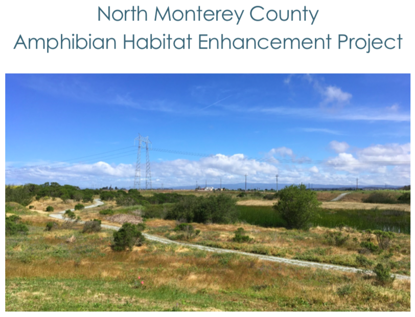 North Monterey County Amphibian Habitat Enhancement Project - Interim Monitoring Report