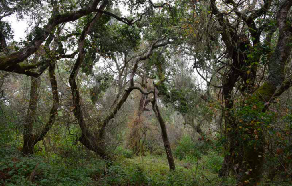 Amphibian Conservation Strategy for Northern Monterey County