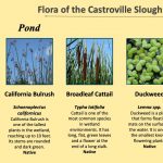 Plants of the Castroville Slough Wetland