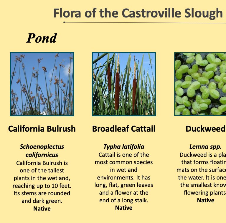 Plants of the Castroville Slough Wetland