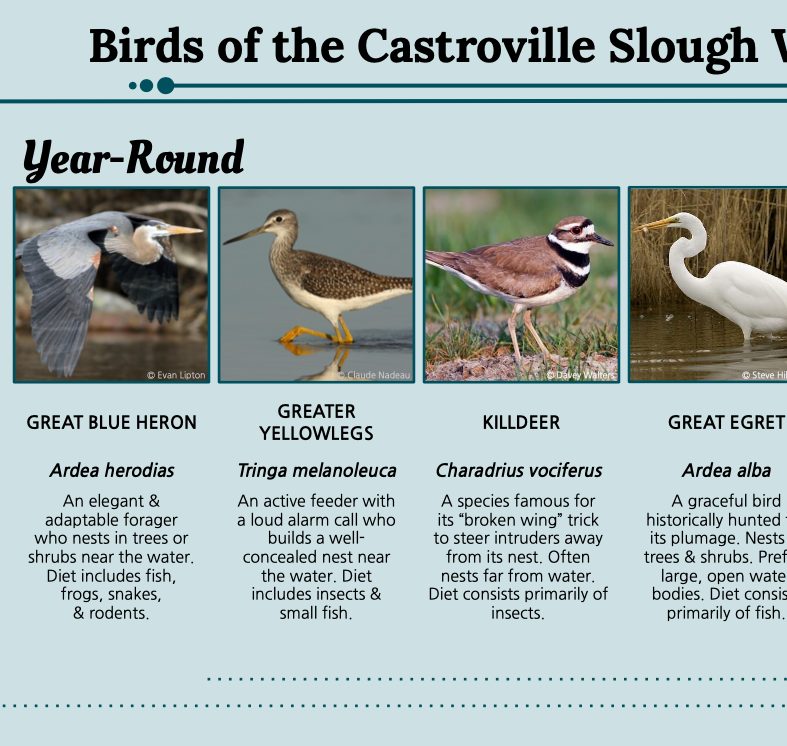 Birds of the Castroville Slough Wetland
