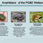 Amphibians of the Castroville Slough Treatment Wetland