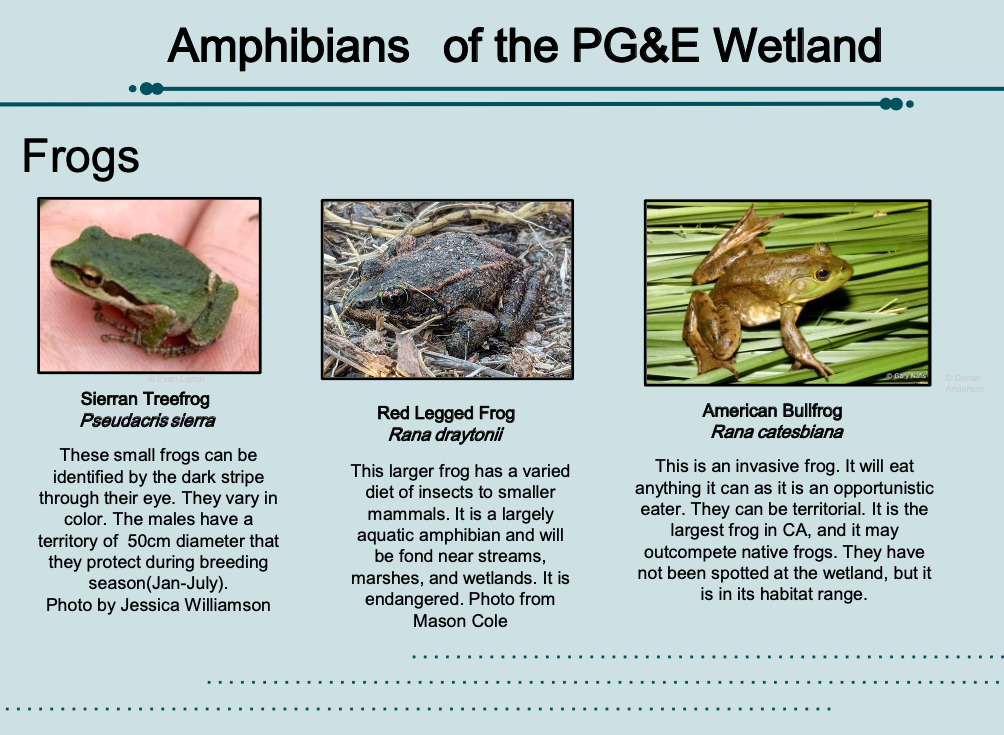 Amphibians of the Castroville Slough Treatment Wetland