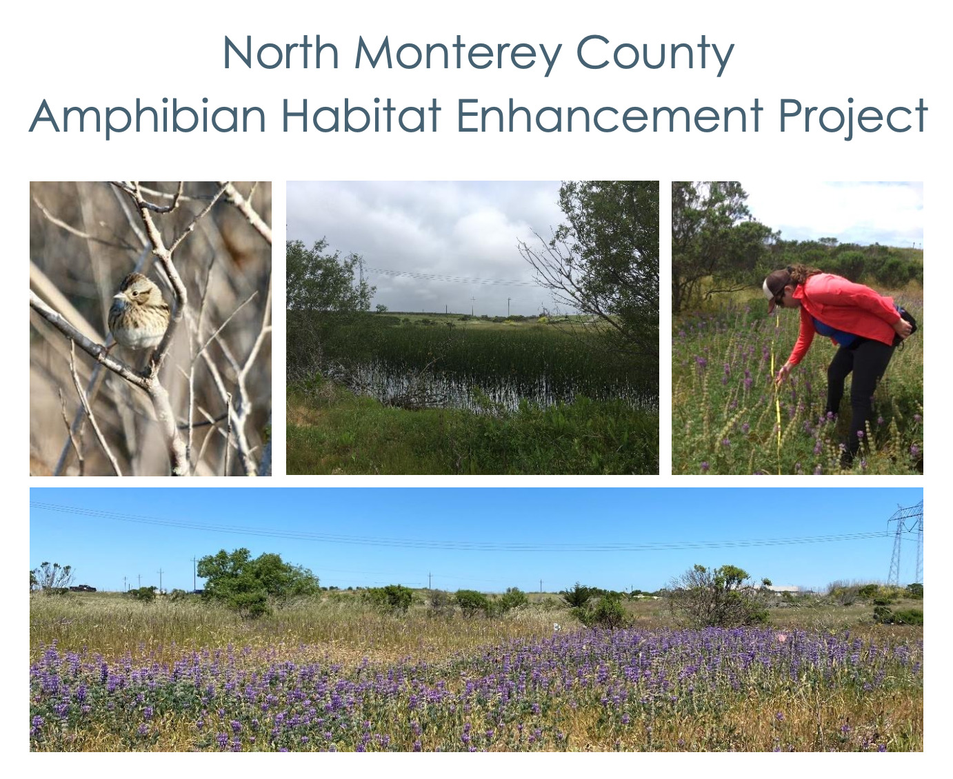 North Monterey County Amphibian Habitat Enhancement Project - Final Monitoring Report June 2021