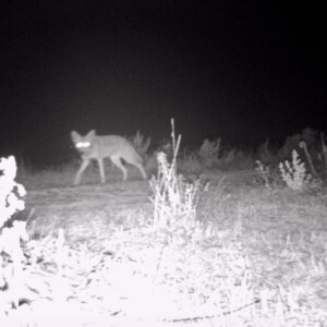 Coyote