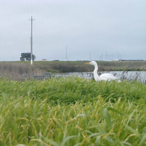 Great Egret