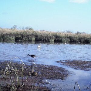 Black-necked Stilt