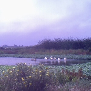 Pelicans