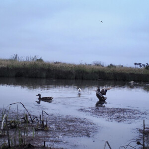 Mallards