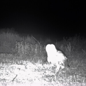 Barn Owl