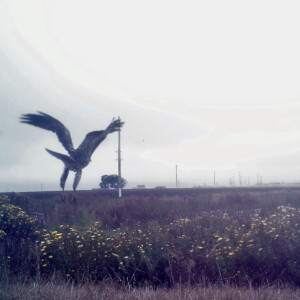 Hawk