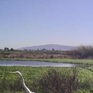 Great Egret