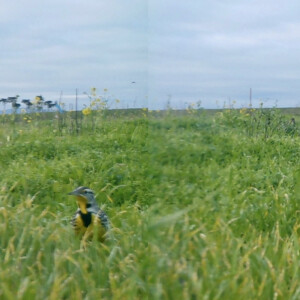 Western Meadowlark