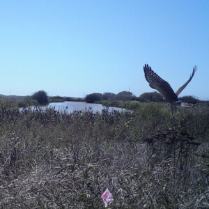 Northern Harrier