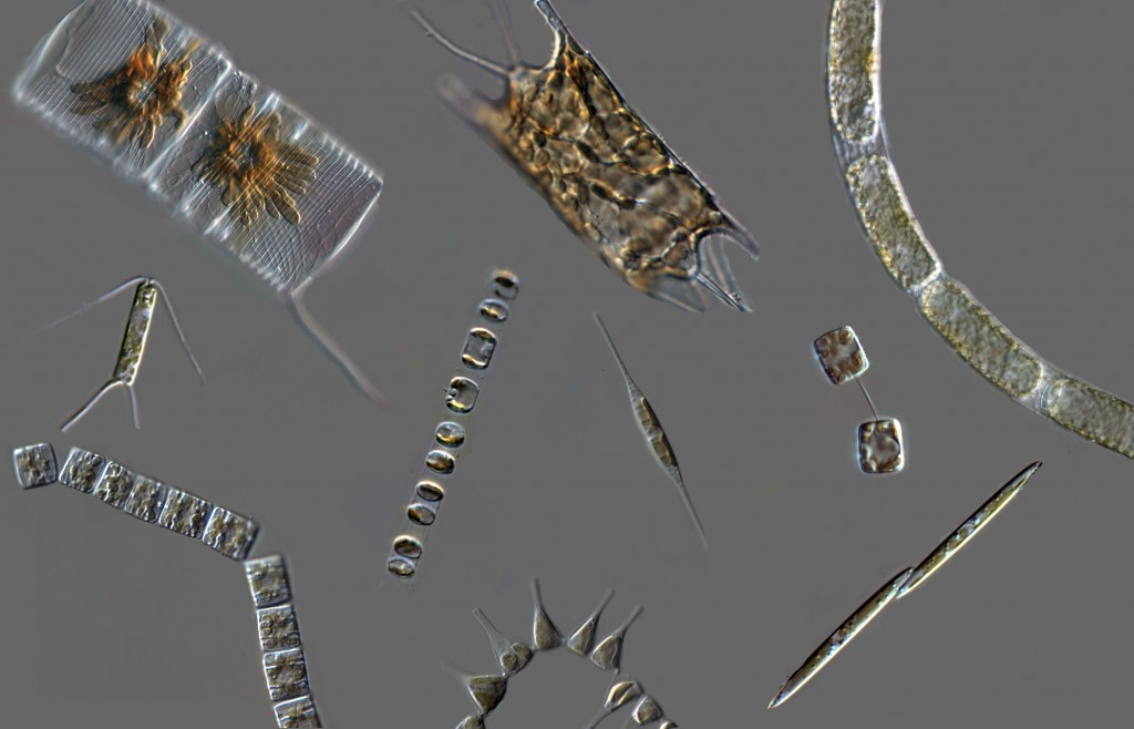 Diatom_diversity_micrographs copy2