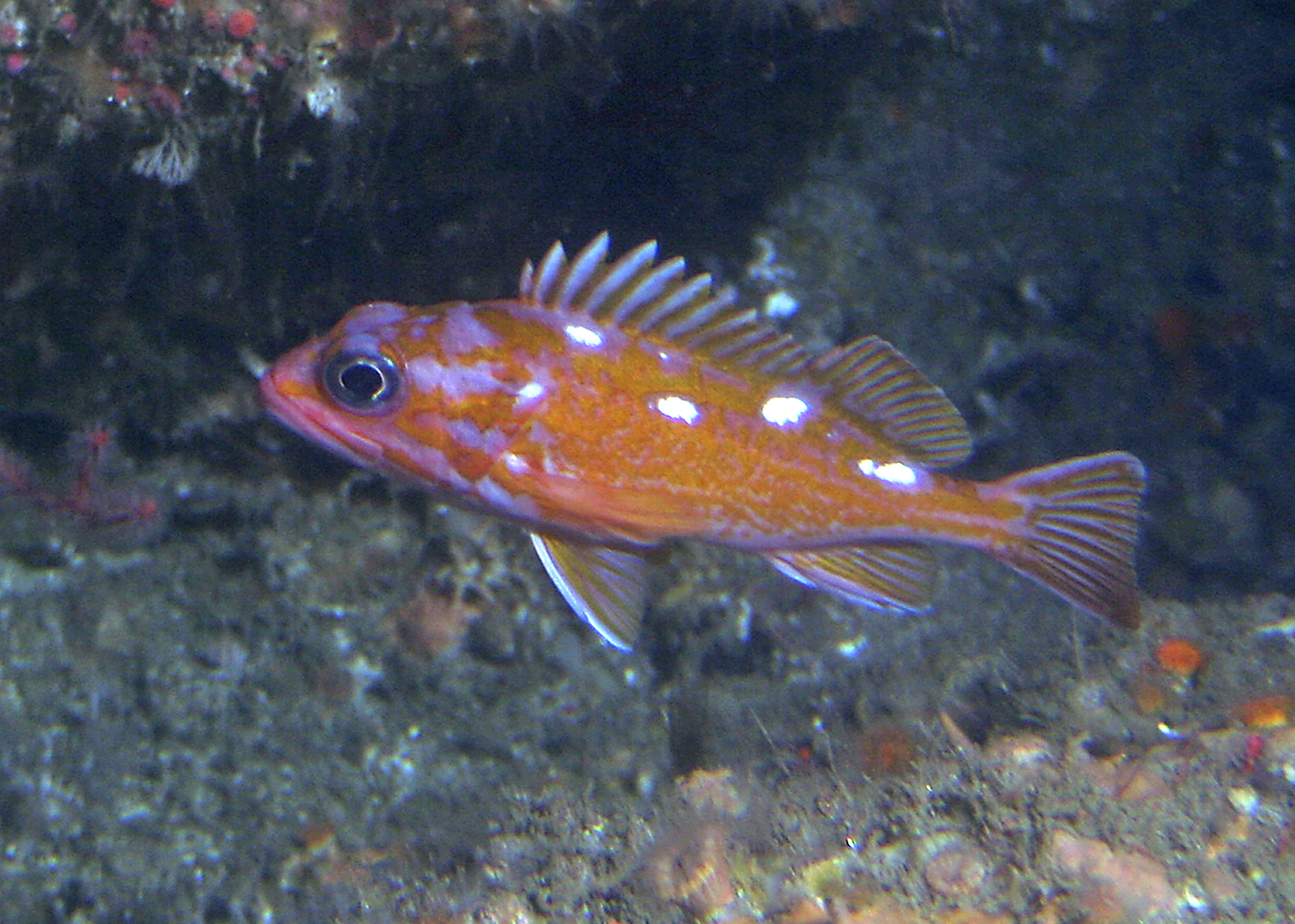 underwater photo of a rosy rockfish taken on a sub survey