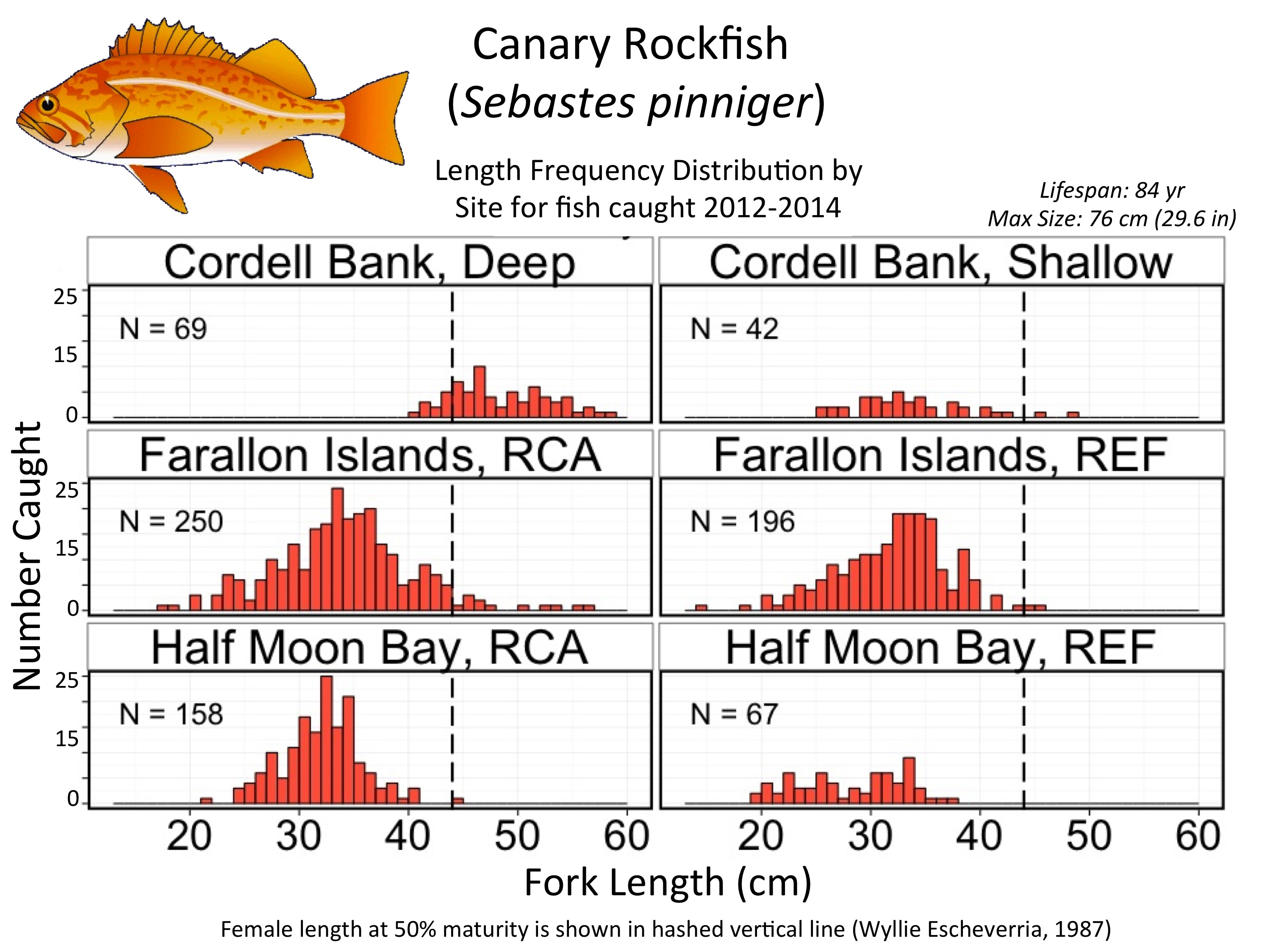 Are fishes larger in RCA than REF – Fisheries and Conservation
