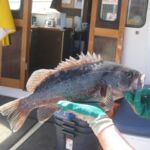 Black Rockfish (Sebastes melanops)
Distinguishing features: large mouth extending past the eye, rounded anal fin