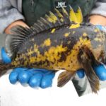 Black and Yellow Rockfish (Sebastes chrysomelas)