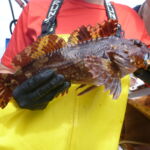 Cabezon caught on a CCFRP trip