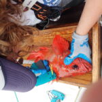 Katie C. tagging a Vermilion Rockfish (Sebastes miniatus)