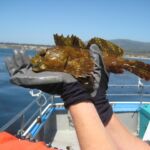 Cabezon (Scorpaenichtys marmoratus)