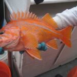 Canary Rockfish (Sebastes pinniger)
Distinguishing features: Lateral line clear grey or white, caudal fin strongly indented