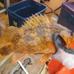 Grass Rockfish (Sebastes rastrelliger)