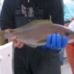 Ocean Whitefish (Caulolatilus princeps)