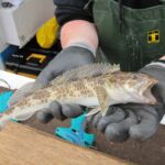 Lingcod (Ophiodon elongatus) immature