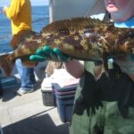 Lingcod (Ophiodon elongatus)