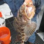 Lingcod (Ophiodon elongatus)