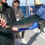 Bonito (Sarda lineolata)